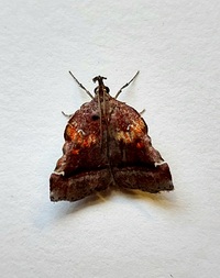 Clydonopteron sacculana
