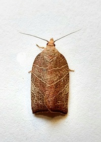 Pandemis limitata