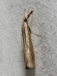 Agriphila vulgivagellus