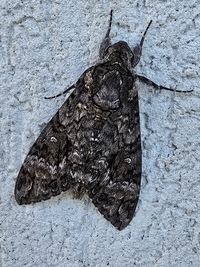 Agrius cingulata