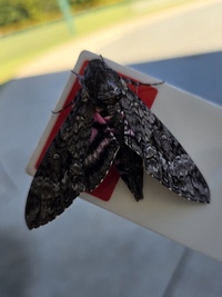 Agrius cingulata