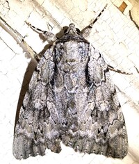 Catocala robinsonii