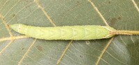Amorpha juglandis