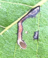 Coptodisca diospyriella