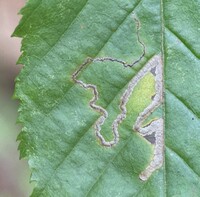 Stigmella unidentified species