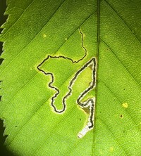 Stigmella unidentified species