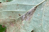 Paralobesia liriodendrana_magnoliana