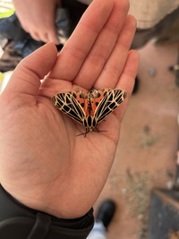 Apantesis virgo