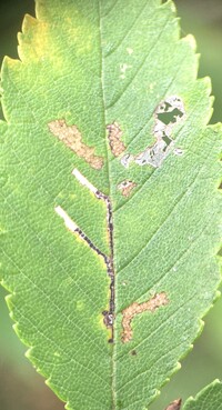 Bucculatrix new species 3 - on Ulmus alata
