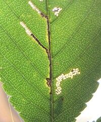 Bucculatrix new species 3 - on Ulmus alata