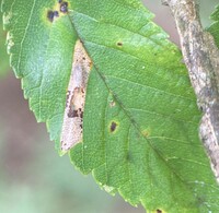 Phyllonorycter unidentified species