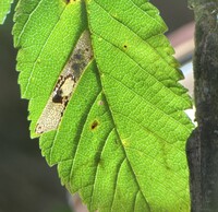 Phyllonorycter unidentified species