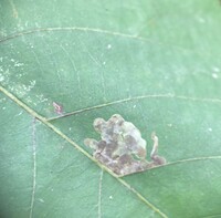 Cameraria caryaefoliella