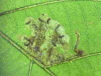 Cameraria caryaefoliella