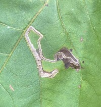 Stigmella caryaefoliella