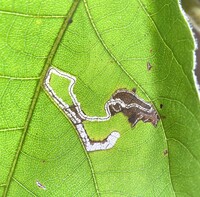 Stigmella caryaefoliella