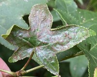 Phyllocnistis liquidambarisella