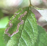 Stigmella rosaefoliella