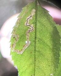 Stigmella rosaefoliella