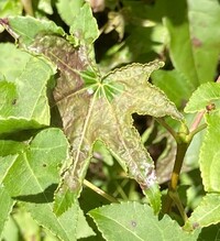 Phyllocnistis liquidambarisella