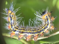 Datana drexelii
