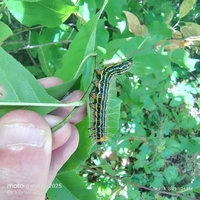 Datana drexelii