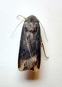 Agrotis ipsilon