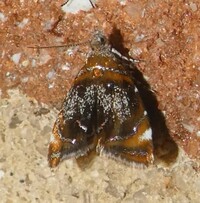 Prochoreutis inflatella