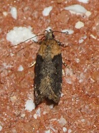 Chionodes mediofuscella