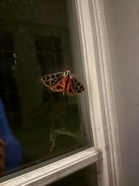 Apantesis virgo