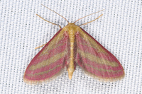 Leptostales laevitaria