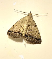 Zanclognatha theralis