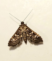 Samea castellalis