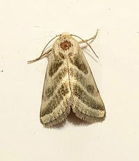 Schinia trifascia