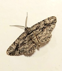 Anavitrinella pampinaria
