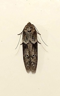 Blastobasis glandulella
