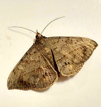 Anticarsia gemmatalis