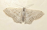 Idaea tacturata