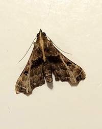 Palthis asopialis