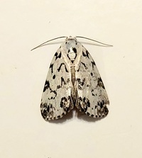 Polygrammate hebraeicum