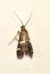 Hymenia perspectalis