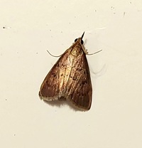 Udea rubigalis