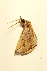 Phyprosopus callitrichoides