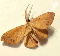 Patalene olyzonaria