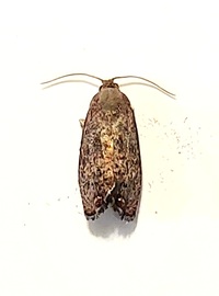 Cydia latiferreana