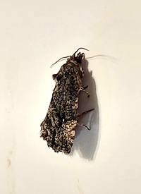 Gymnandrosoma punctidiscanum