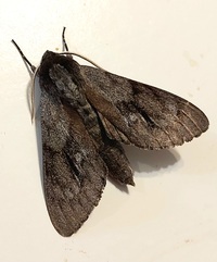 Lapara coniferarum