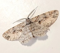 Iridopsis defectaria