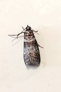 Sciota uvinella