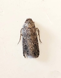 Spodoptera exigua